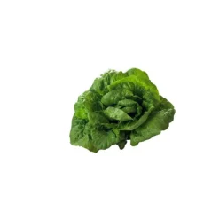 Salade romaine bio de France - Prix à la pièce