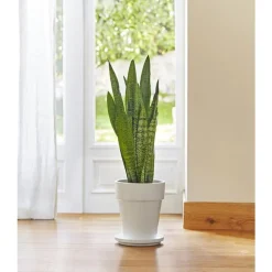 Sanseveria laurentii. Le pot de 21 cm