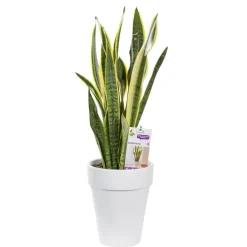 Sanseveria laurentii. Le pot de 21 cm