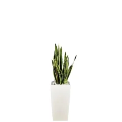 Sansevieria laurentii et son pot Cubico premium Ø 30 blanc