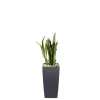 Sansevieria laurentii et son pot Cubico color Ø 30 gris