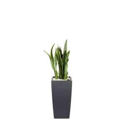 Sansevieria laurentii et son pot Cubico color Ø 30 gris