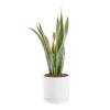 Sansevieria Laurentii vert en pot blanc émaillé botanic®. Le pot Ø 24 cm