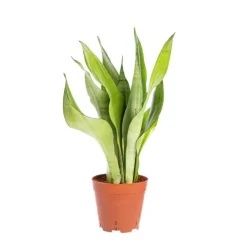 Sansevieria Moonshine pot Ø14xH50 cm