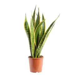 Sansevieria Trifasciata Laurentii pot Ø20xH120 cm