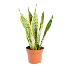 Sansevieria Trifasciata Laurentii pot Ø13xH40 cm