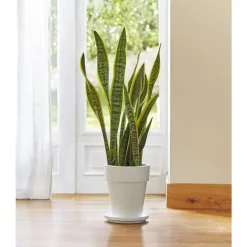 Sansevieria zeylanica. Le pot de 21 cm