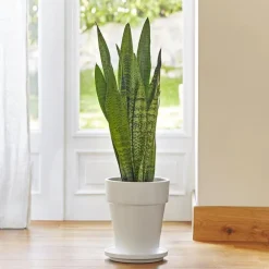 Sansevieria zeylanica. Le pot de 21 cm
