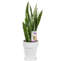 Sansevieria zeylanica. Le pot de 21 cm