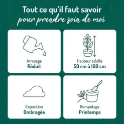 Sansevieria Zeylanica vert en pot blanc émaillé botanic®. Le pot Ø 18 cm