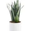 Sansevieria Zeylanica vert en pot blanc émaillé botanic®. Le pot Ø 24 cm