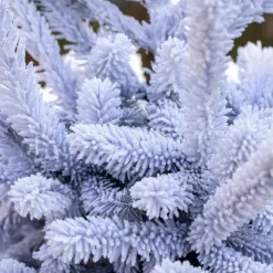 Sapin de Noël naturel blanc effet enneigé Glacé Robin®