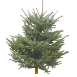 Sapin de Noël naturel coupé Pungens - de 120 à 150 cm