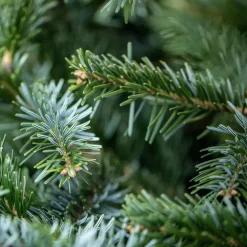 Sapin de Noël naturel coupé Nobilis