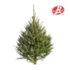 Sapin de Noël naturel coupé Label Rouge Picea Excelsa