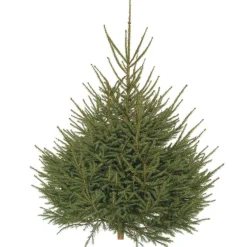 Sapin de Noël naturel coupé Épicéa - de 150 à 175 cm