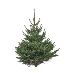 Sapin de Noël naturel coupé Nordmann