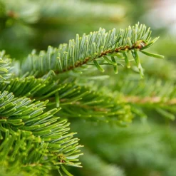 Sapin de Noël naturel coupé Nordmann