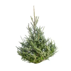 Sapin de Noël naturel coupé Fraseri