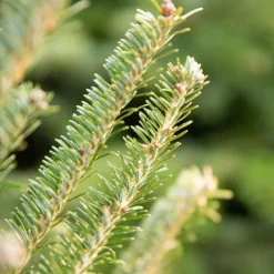 Sapin de Noël naturel coupé Fraseri