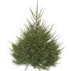 Sapin de Noël naturel coupé Épicéa - de 125 à 150 cm