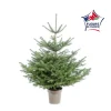 Sapin de Noël naturel en pot Nordmann botanic®