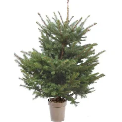 Sapin de Noël naturel en pot Picea Pungens botanic®