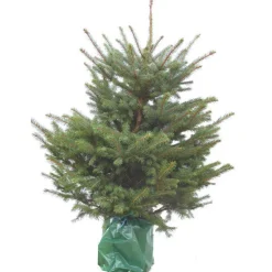 Sapin de Noël naturel en pot Pungens - de 125 à 150 cm