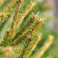 Sapin de Noël naturel en pot Pungens - de 125 à 150 cm
