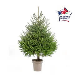 Sapin de Noël naturel en pot Picea Excelsa botanic®