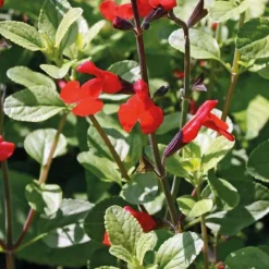 Sauge Arbustive - Le pot de 9 x 9 cm