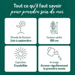 Sauge Arbustive - Le pot de 9 x 9 cm