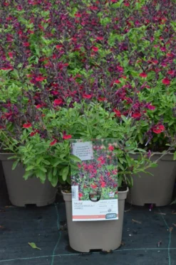 Sauge Arbustive Magical® Zambezi - Le pot de 2 litres