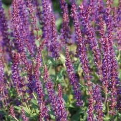 Sauge Superba bleue - Le pot de 9 x 9 cm