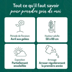 Sauge Superba bleue - Le pot de 9 x 9 cm