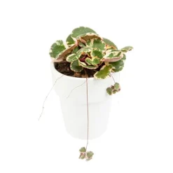 Saxifraga Stolonifera Tricolor - Ø 15 cm