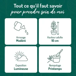 Saxifraga Stolonifera Tricolor - Ø 15 cm