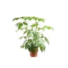 Schefflera Actinophylla Amate ou Arbre parapluie pot Ø21 cm