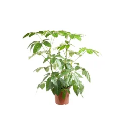 Schefflera Amate ou Arbre parapluie pot Ø24 cm/ H100 cm