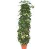 Schefflera Arboricola Gold Capella ou Arbre parapluie pot Ø30 cm/ H180 cm