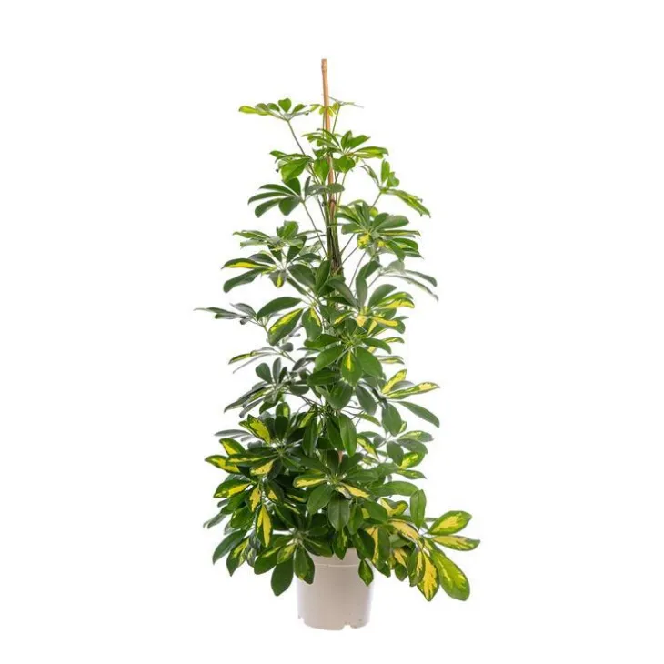 Schefflera Arboricola Gold Capella ou Arbre parapluie pot Ø20 cm/ H120 cm