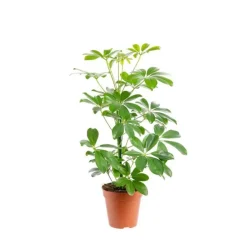 Schefflera Arboricola Nora pot Ø13xH60 cm