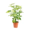 Schefflera Arboricola Trinette pot Ø13xH60 cm