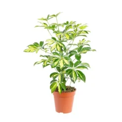 Schefflera Arboricola Trinette pot Ø13xH60 cm