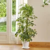 Schefflera gold capella. Le pot de 21 cm