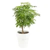 Schefflera sur tige pot Ø18xH50 cm
