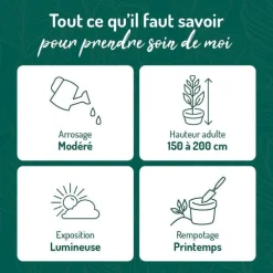 Schefflera sur tige pot Ø18xH50 cm