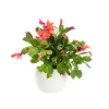 Schlumbergera ou Cactus de Noël avec cache-pot en céramique. Le cache-pot Ø 12 cm