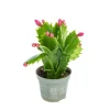 Schlumbergera plante baby en pot Ø 5,5/6 cm