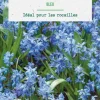 Scilla siberica botanic® - 10 bulbes